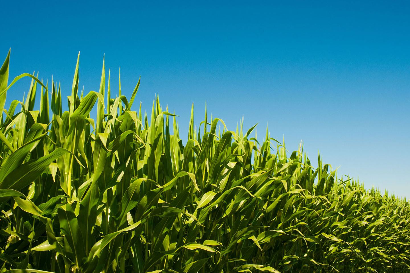 Field of corn against blue sky