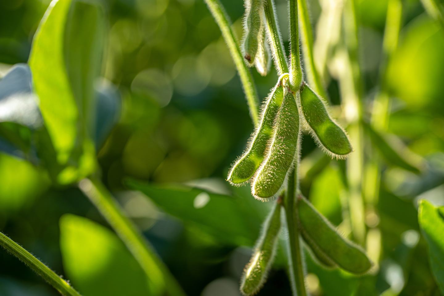 Close up of soybean pods