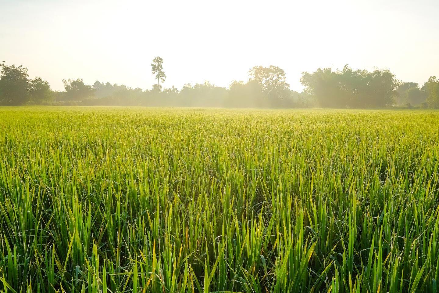 Rice Field