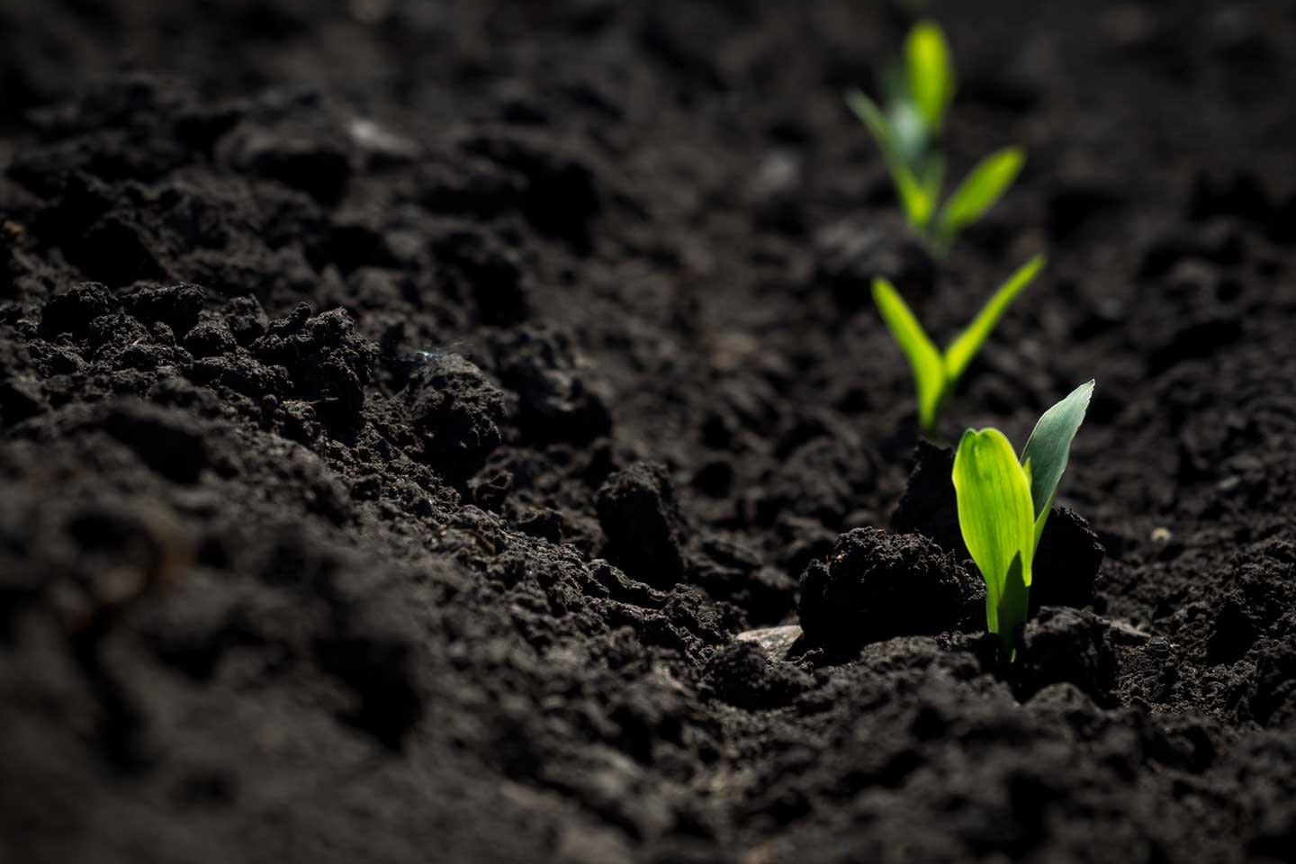 emerging corn