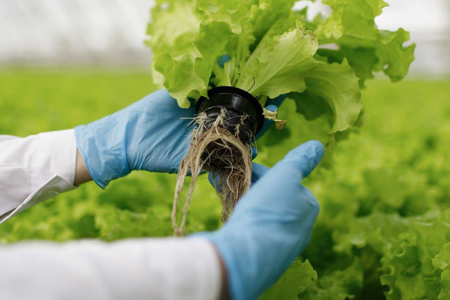 Lettuce with roots exposed