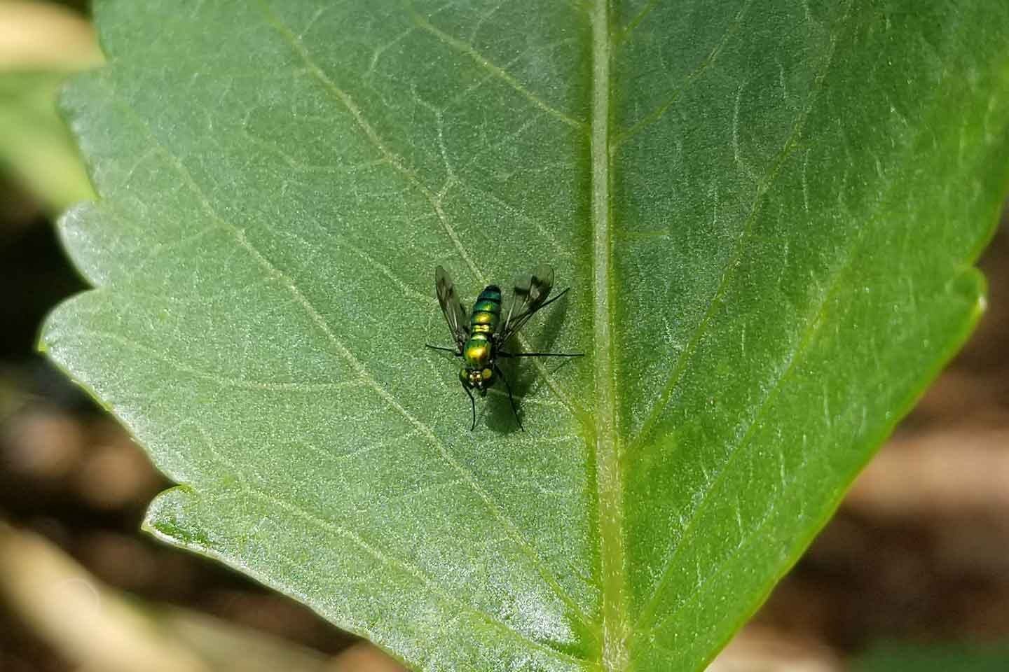 Predatory Dance Fly