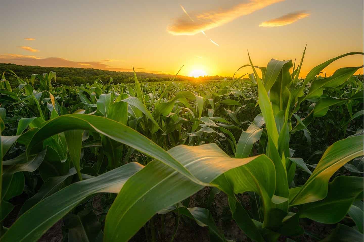 Corn sunset tile