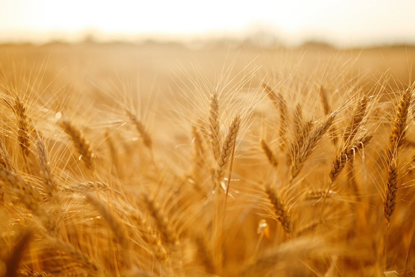 wheat