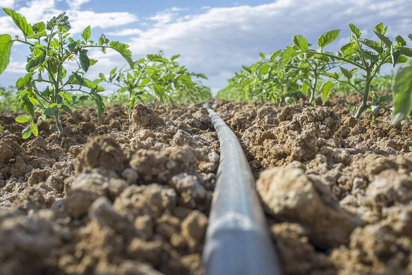 Drip Irrigation