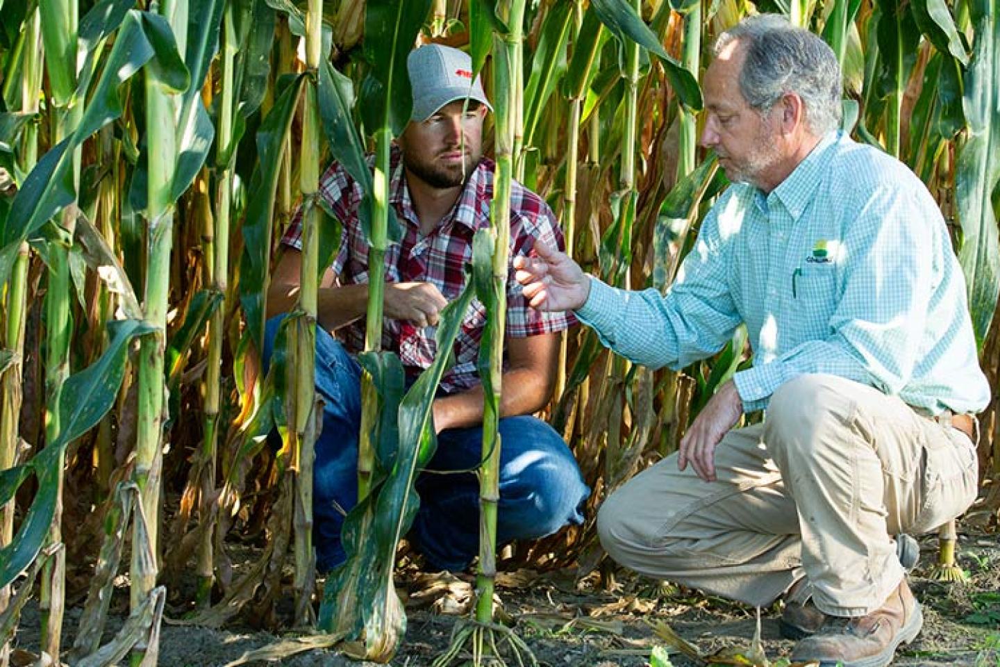 corn field with grower