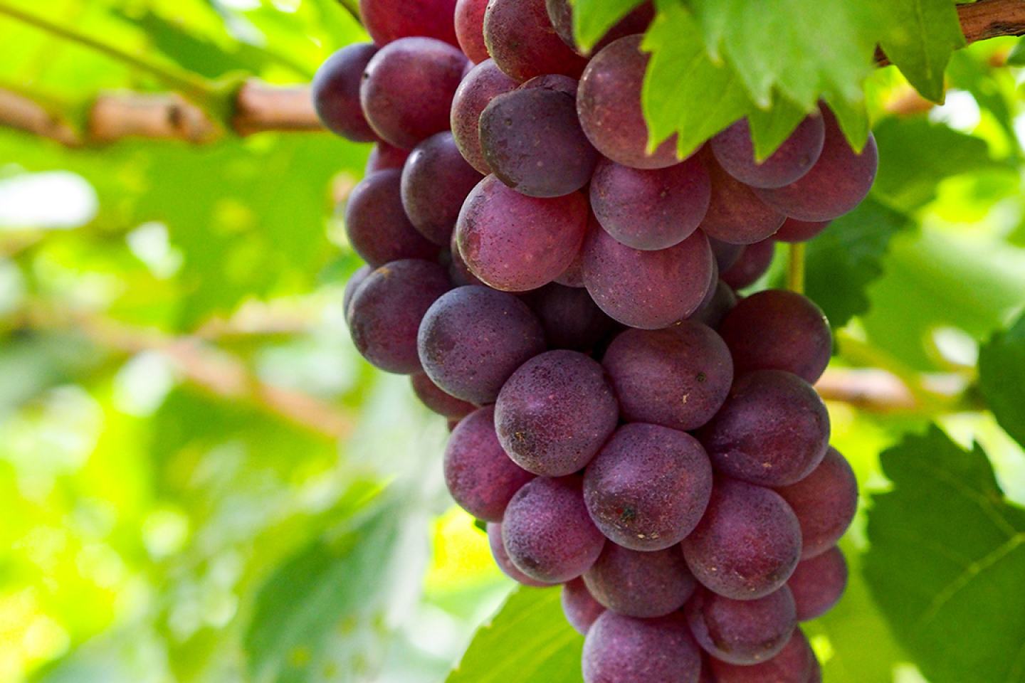 Grapes on vine