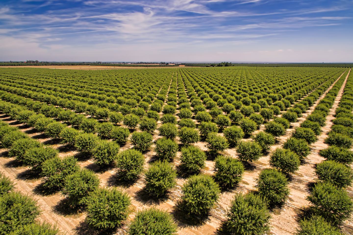 Aerial view of crop field.
