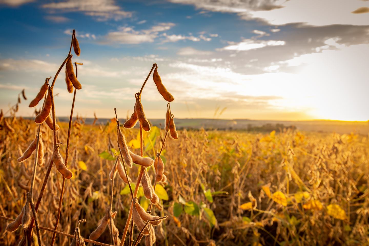 Close-up of waterhemp.