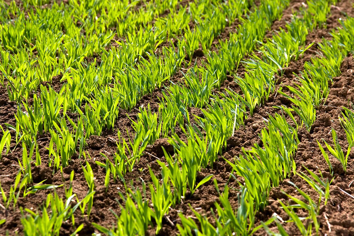 Close-up of crops. 