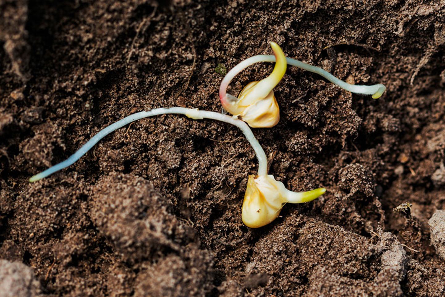 seed sprouting in the dirt.