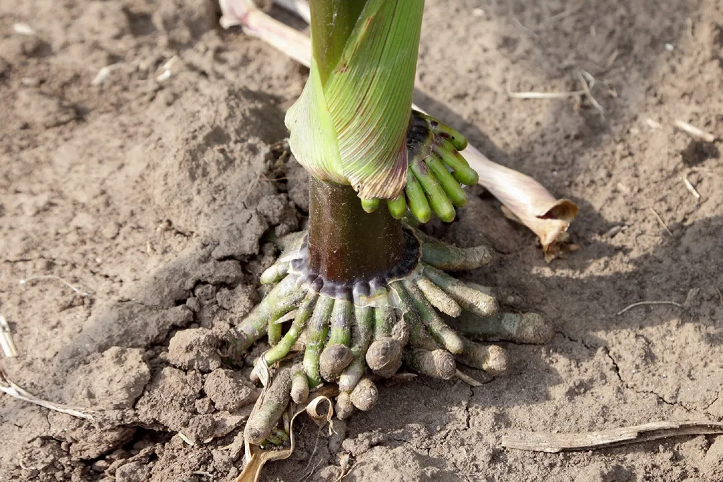 Close up of corn roots