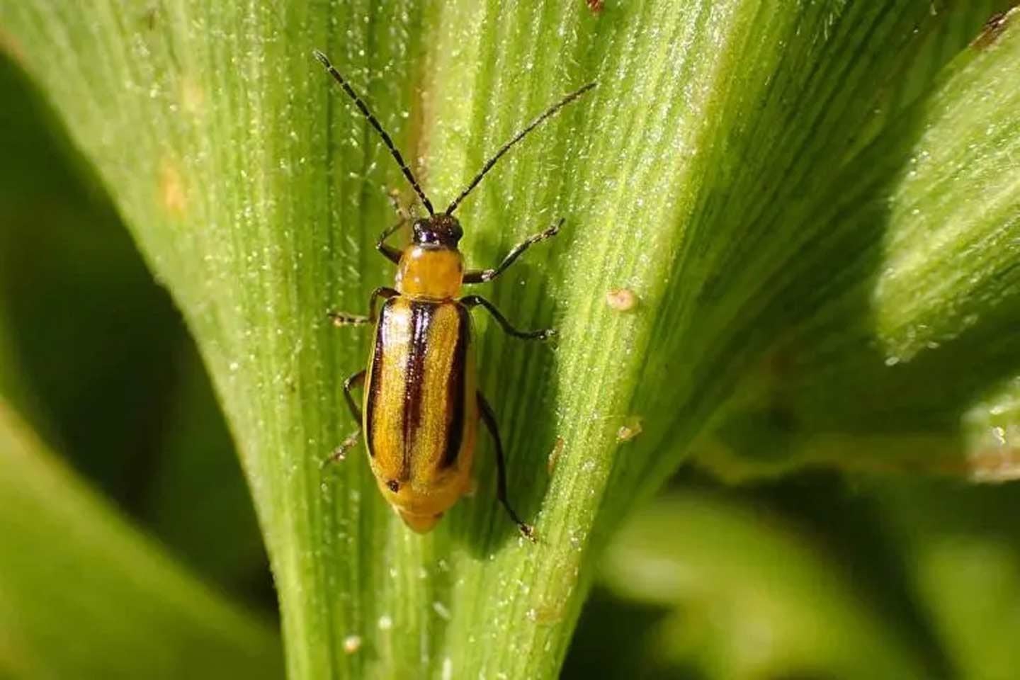 Corn rootworm