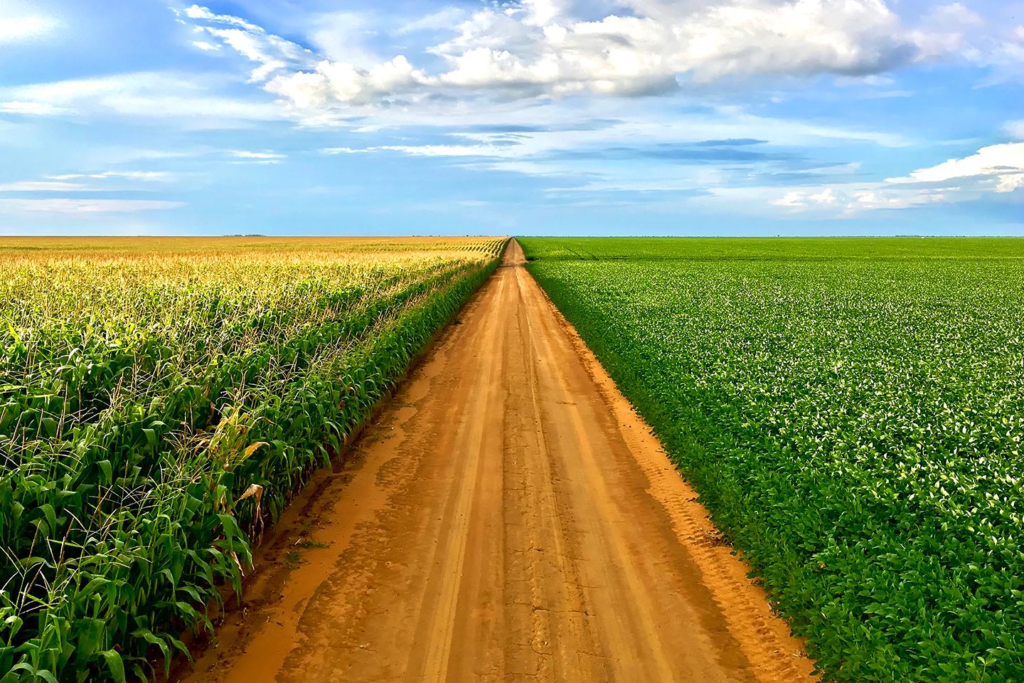 Corn and soybean fields split by dirt road