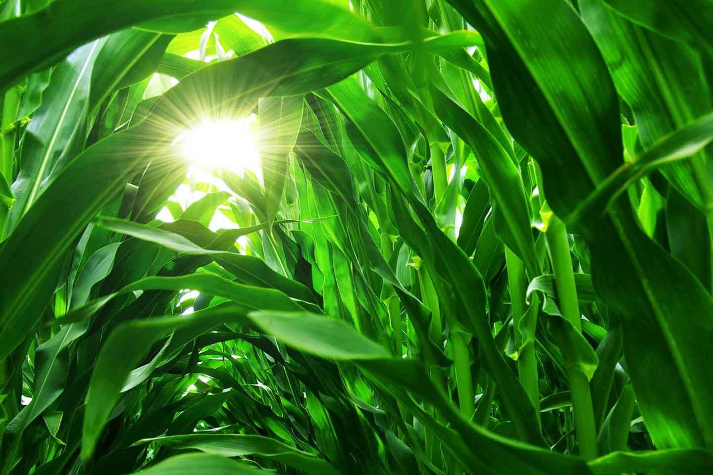 corn rows with sun peaking through