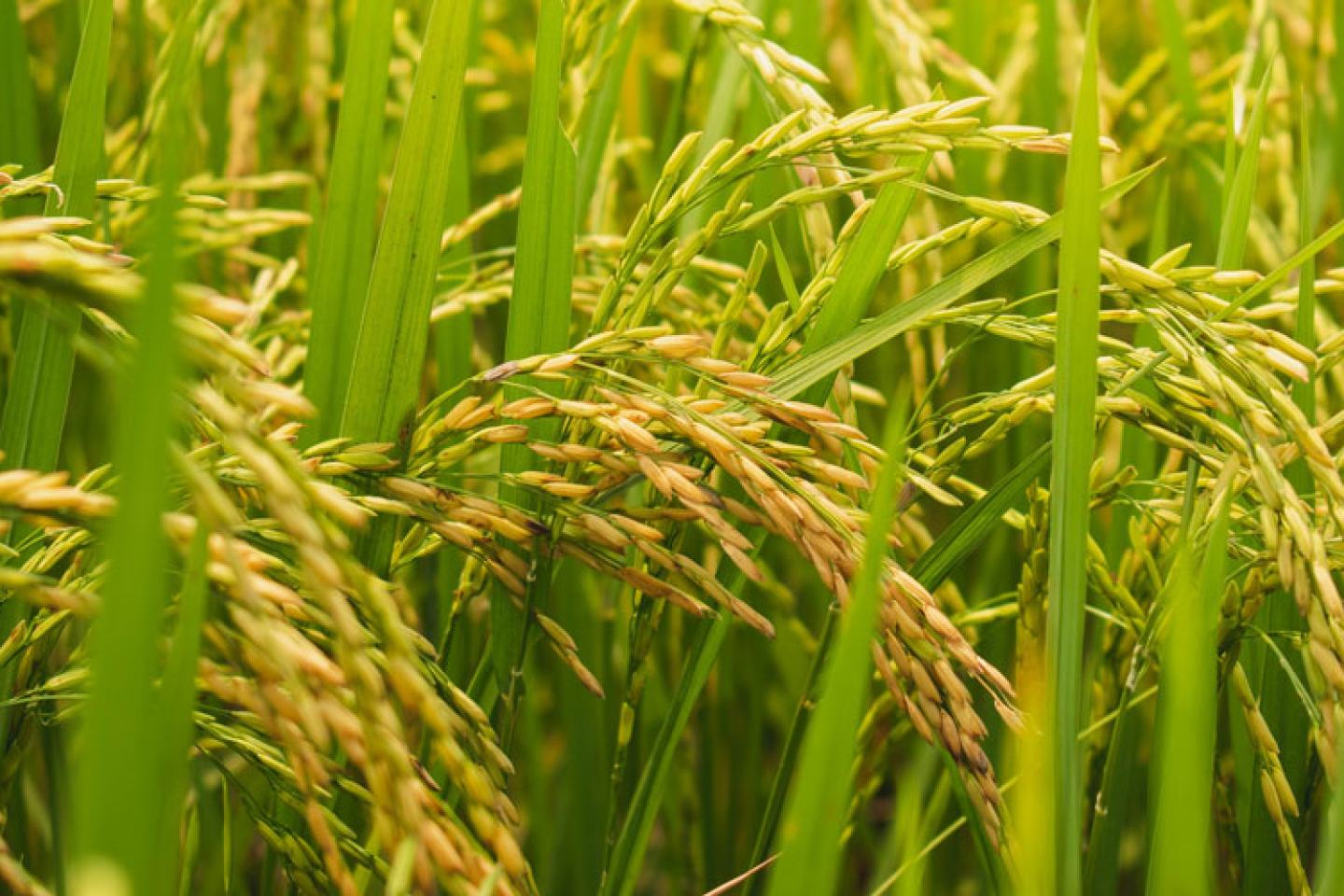 Rice growing in autumn paddy field