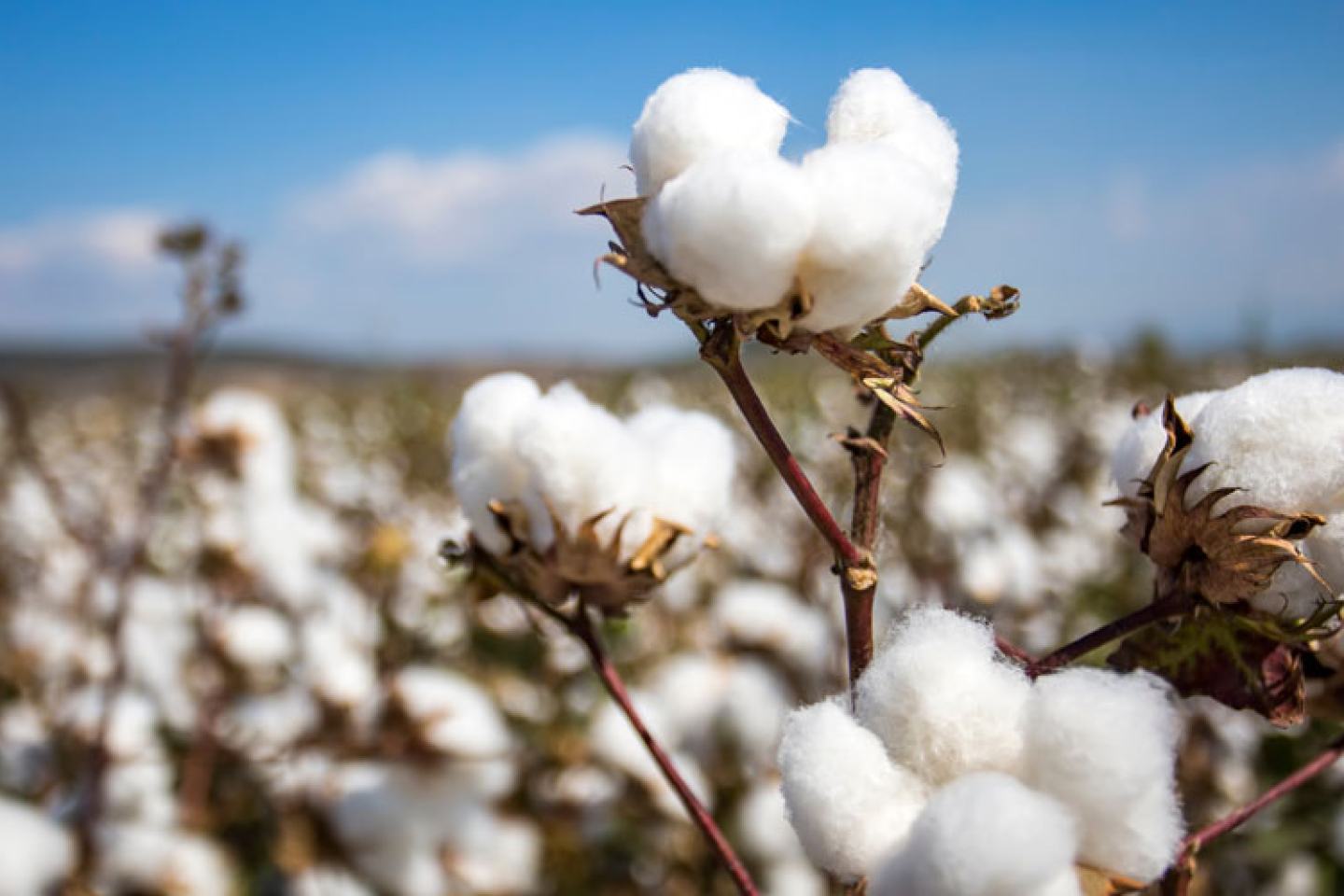 Cotton field