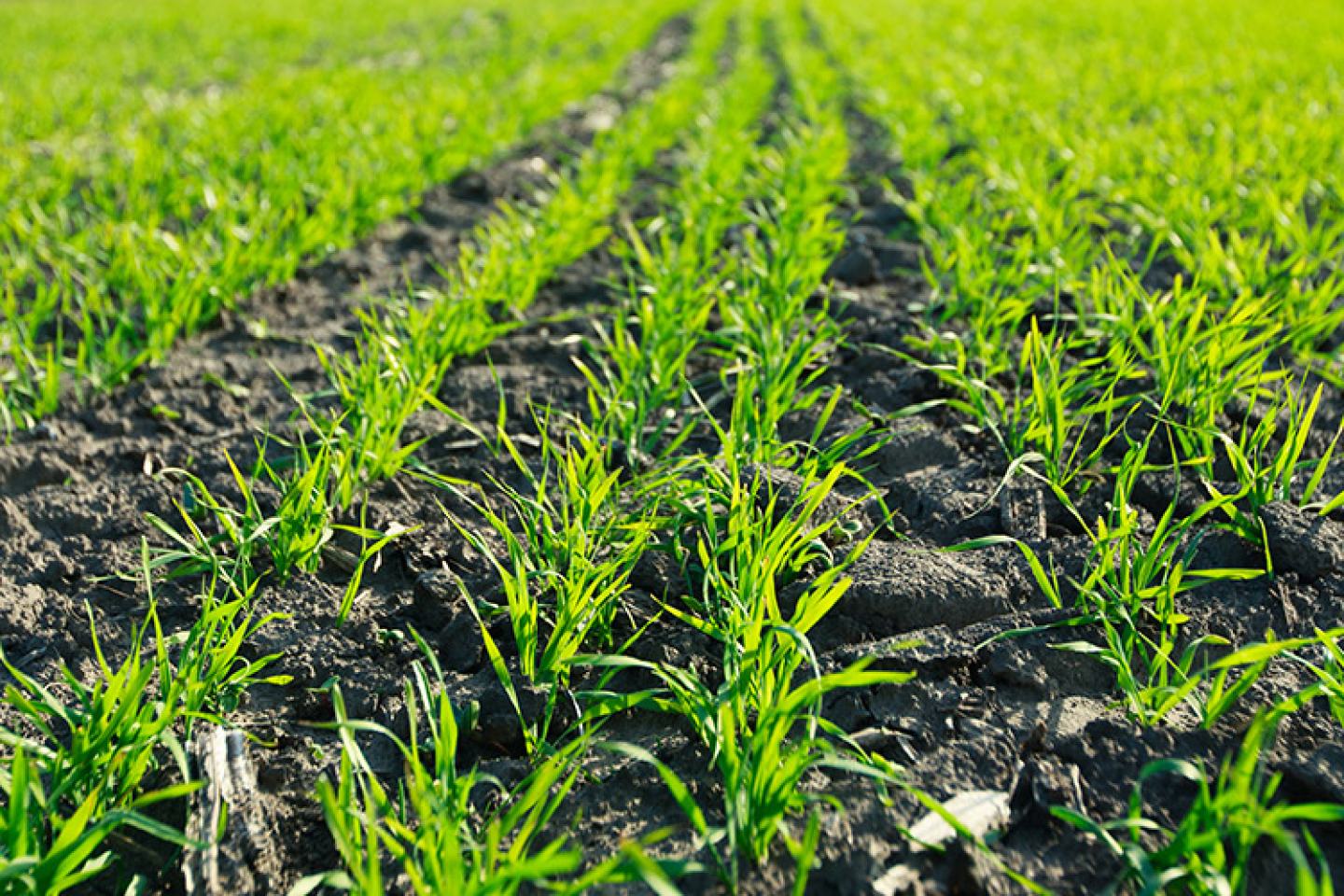 Young sprouts of winter wheat as crops began to sprout from ground