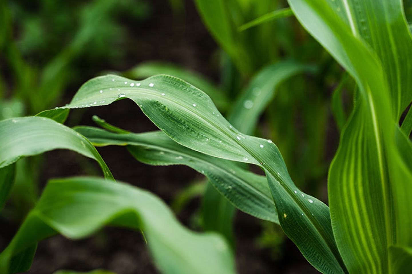 Corn plant