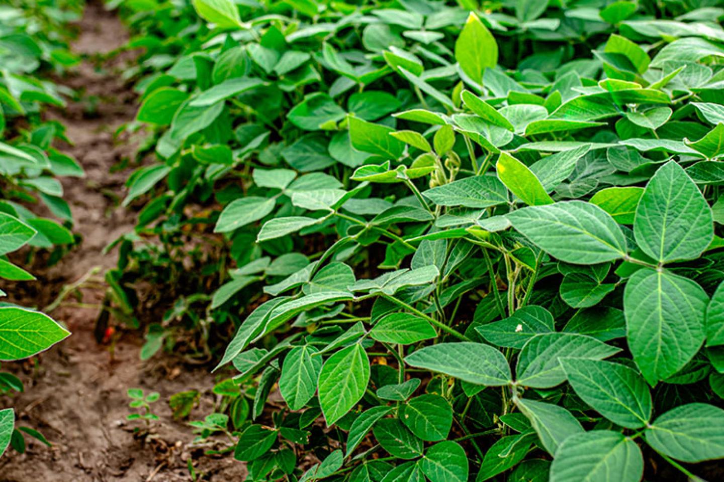Soybean field on a sunny day