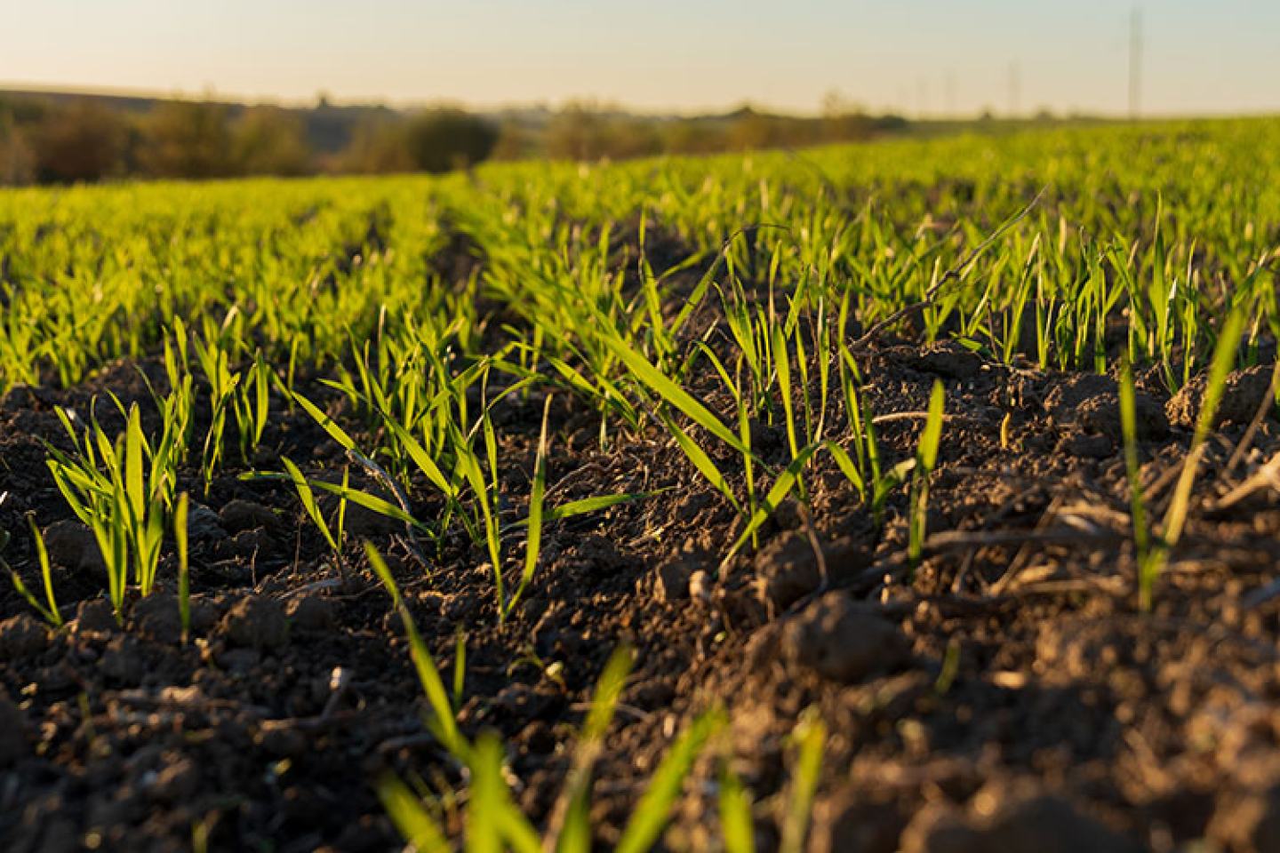 Bright green wheat sprouts emerge from rich soil under warm sunlight