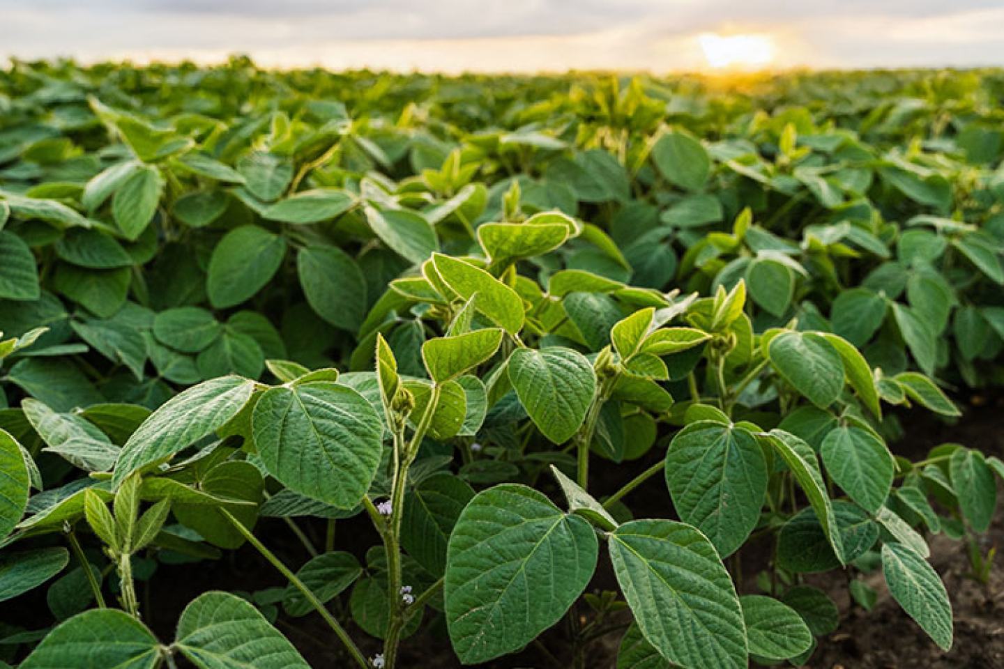 Soybean field under cloudy sky with bright sunset horizon
