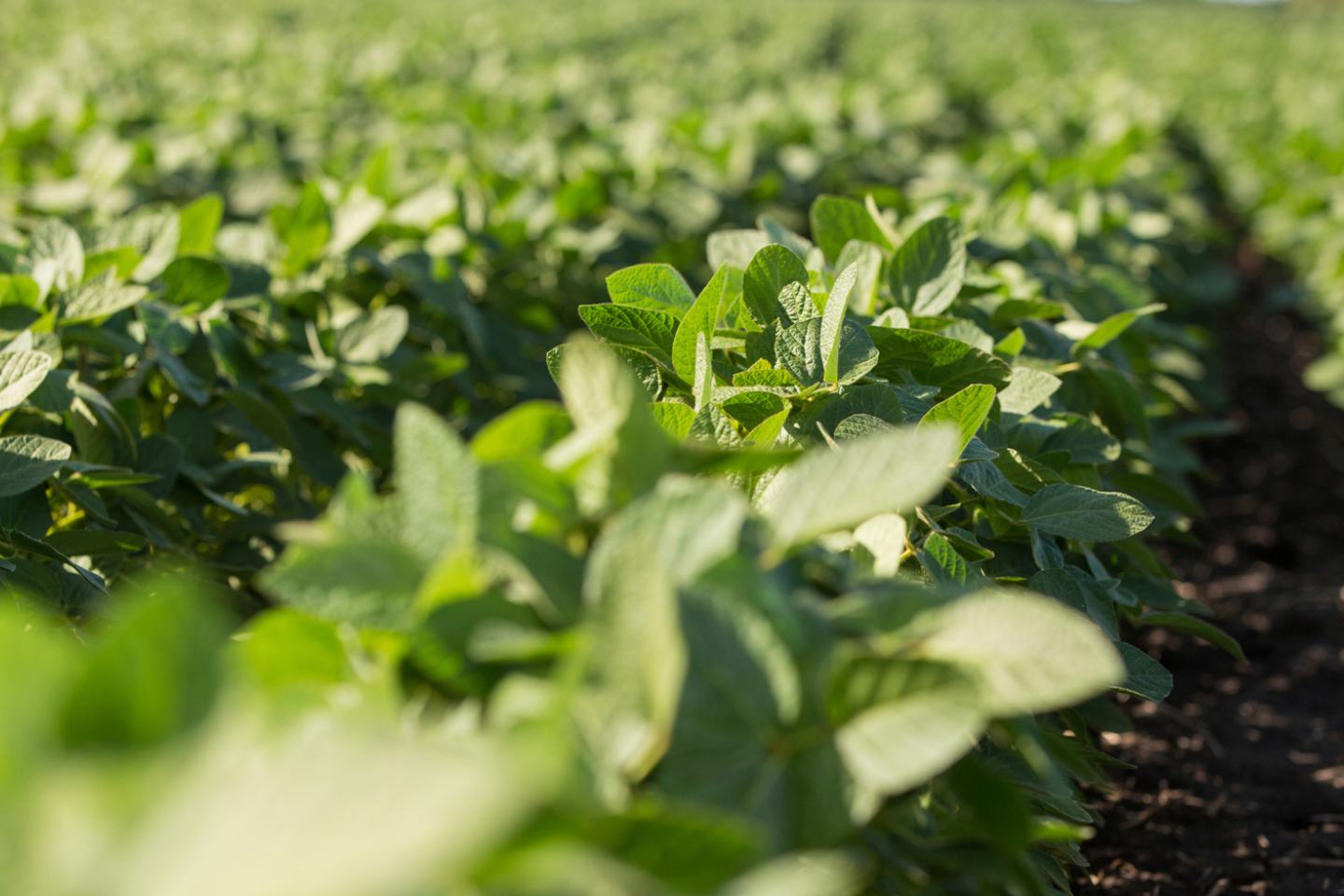 Soybean plants growing in the field