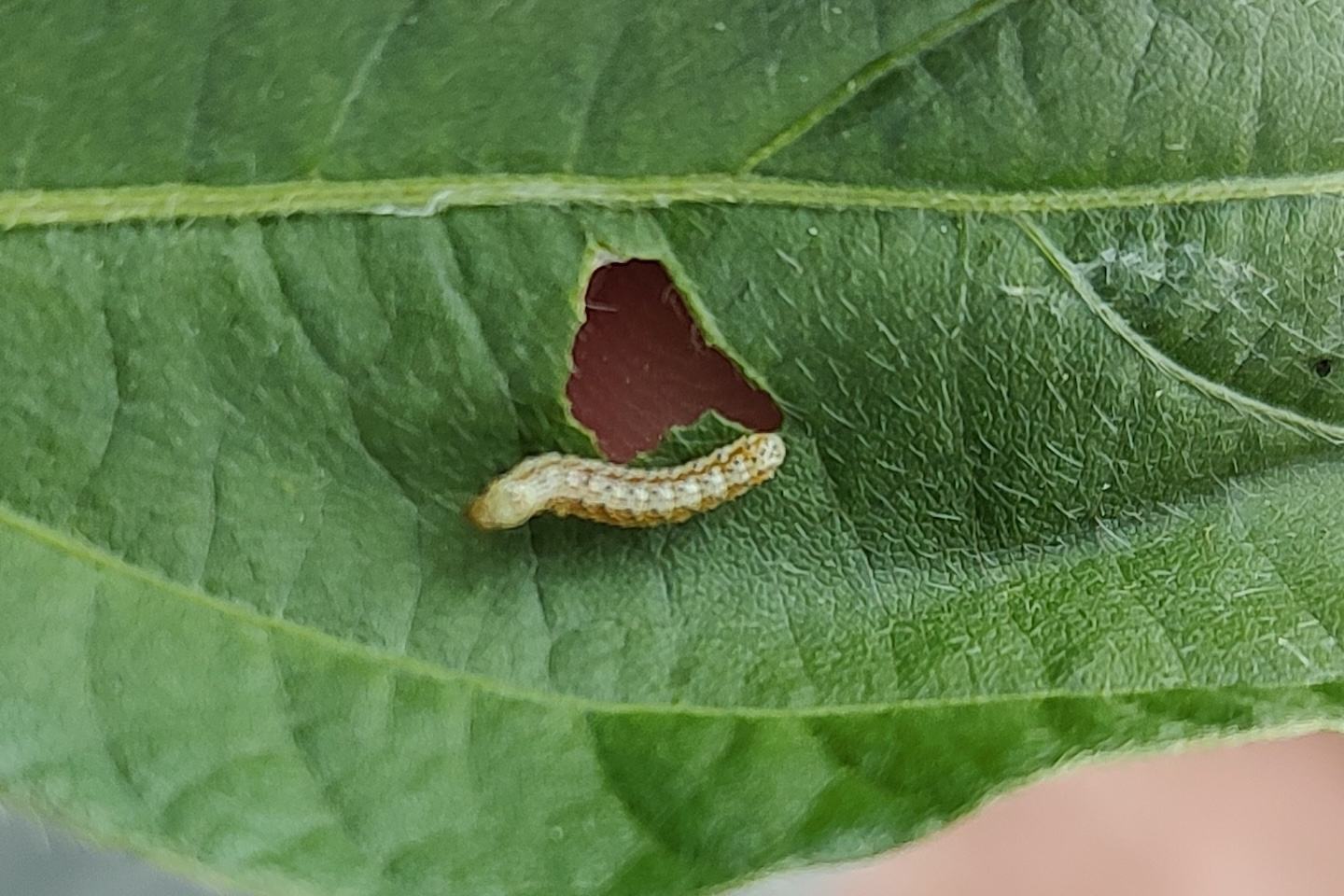 Insect on soybean leaf
