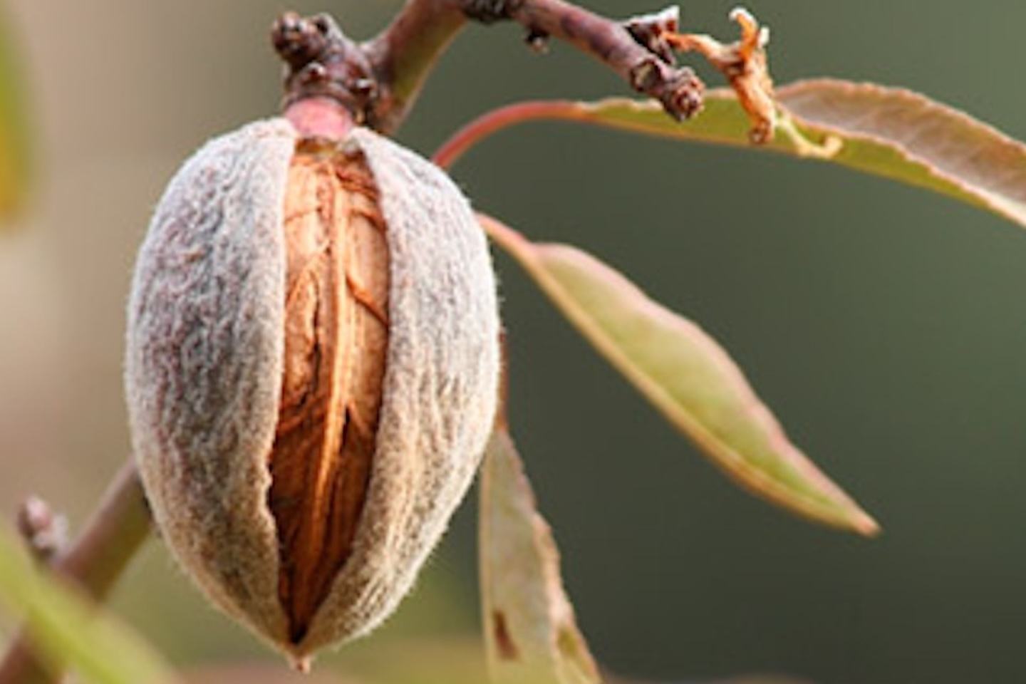 Almond growing on branch