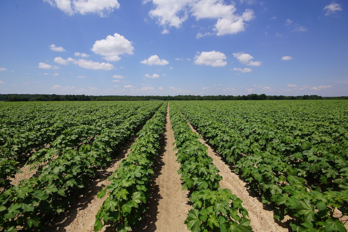 Cotton field in Cordele, GA