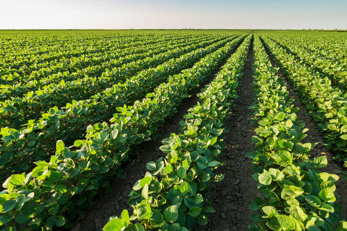 Soybean field