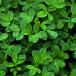 Alfalfa crop close up