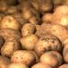 Close up of group of potatoes