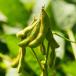 Close up of soybean pods