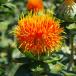 Safflower bloom close up