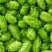 Close up of a group of hops