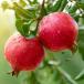 Pomegranate fruits with water droplets hanging on tree.