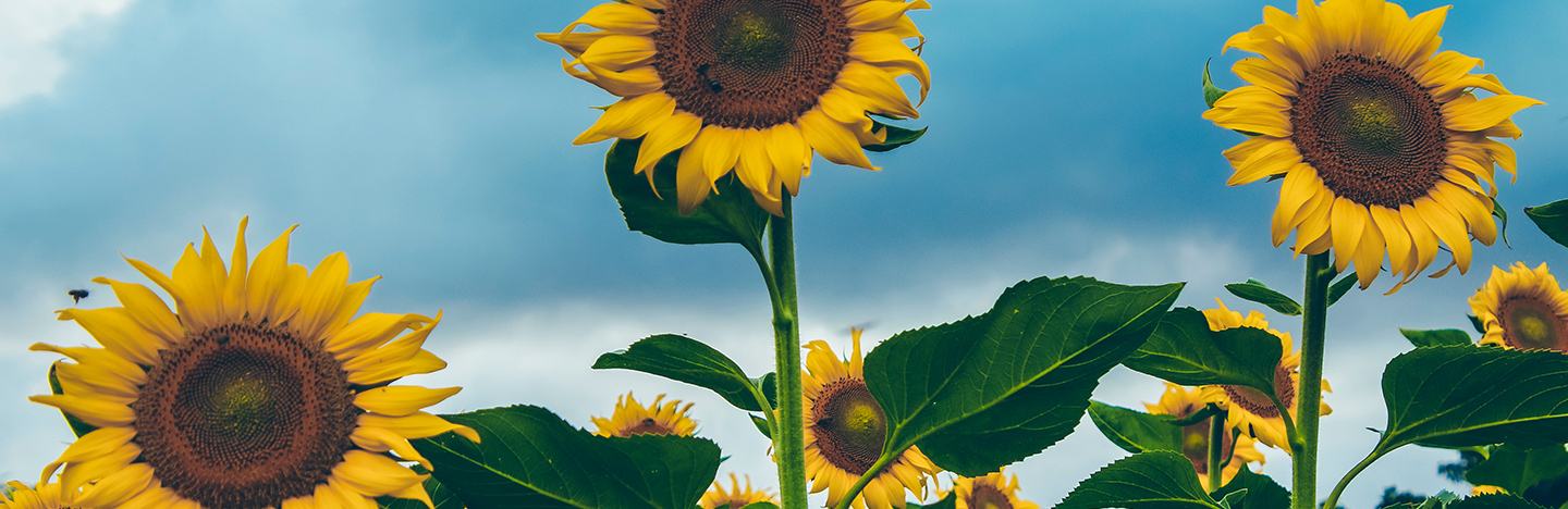 【通販 人気】 HERBICIDE SUPREME AUTHORITY® | US Ag FMC その他