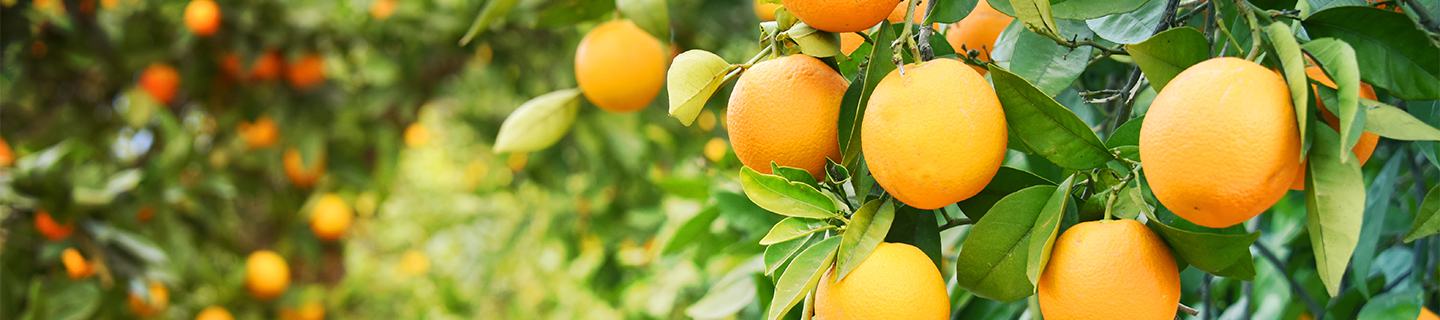 Close up of citrus tree