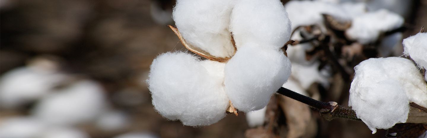 Close up of cotton