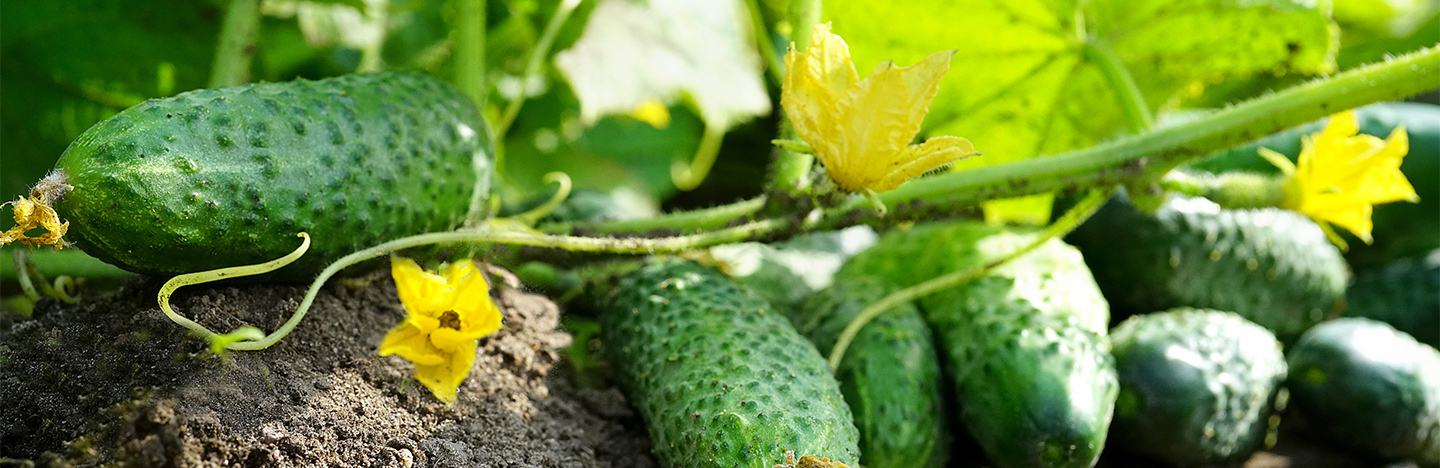 Cucumber crop