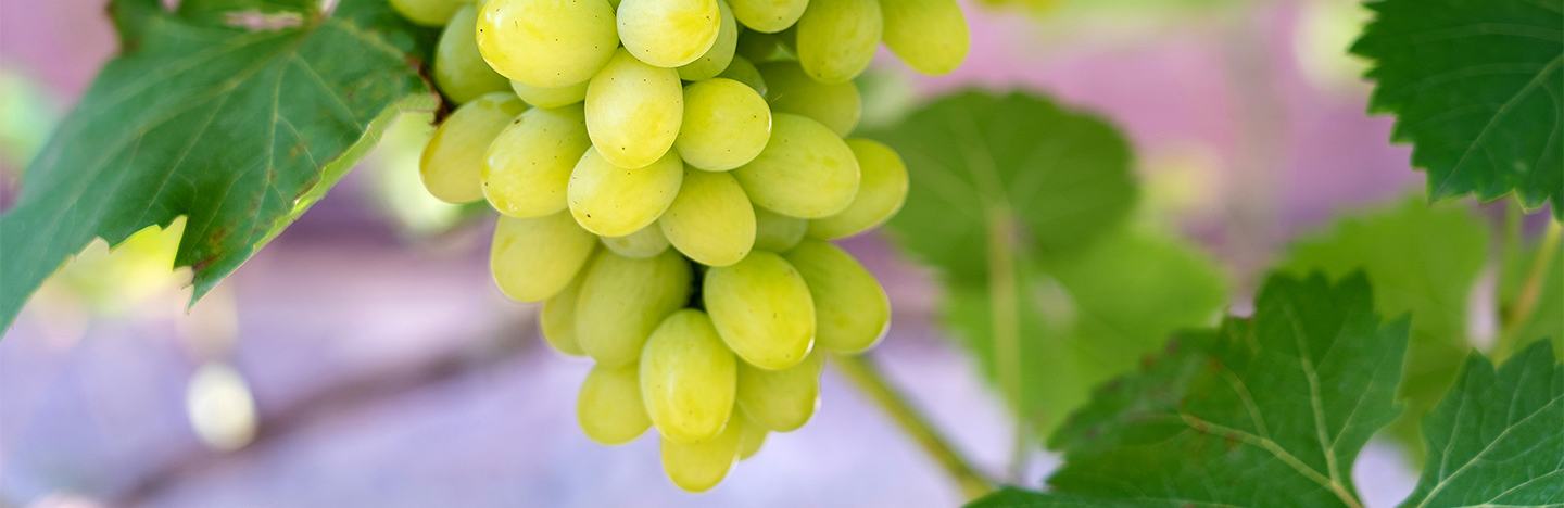 Green grape crop