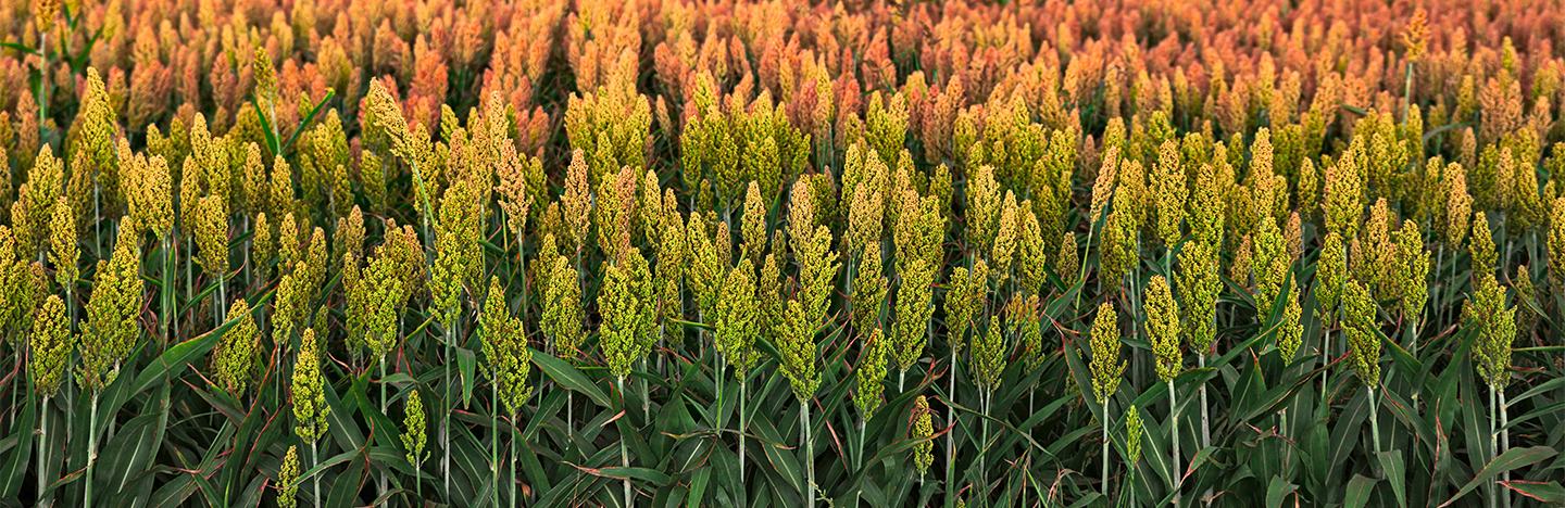 Sorghum crop