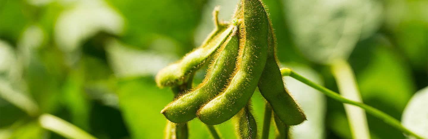 Soybean crop close up