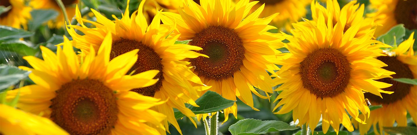 Sunflower crop close up