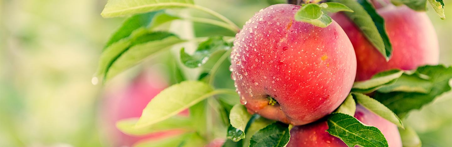 Apples close up on tree