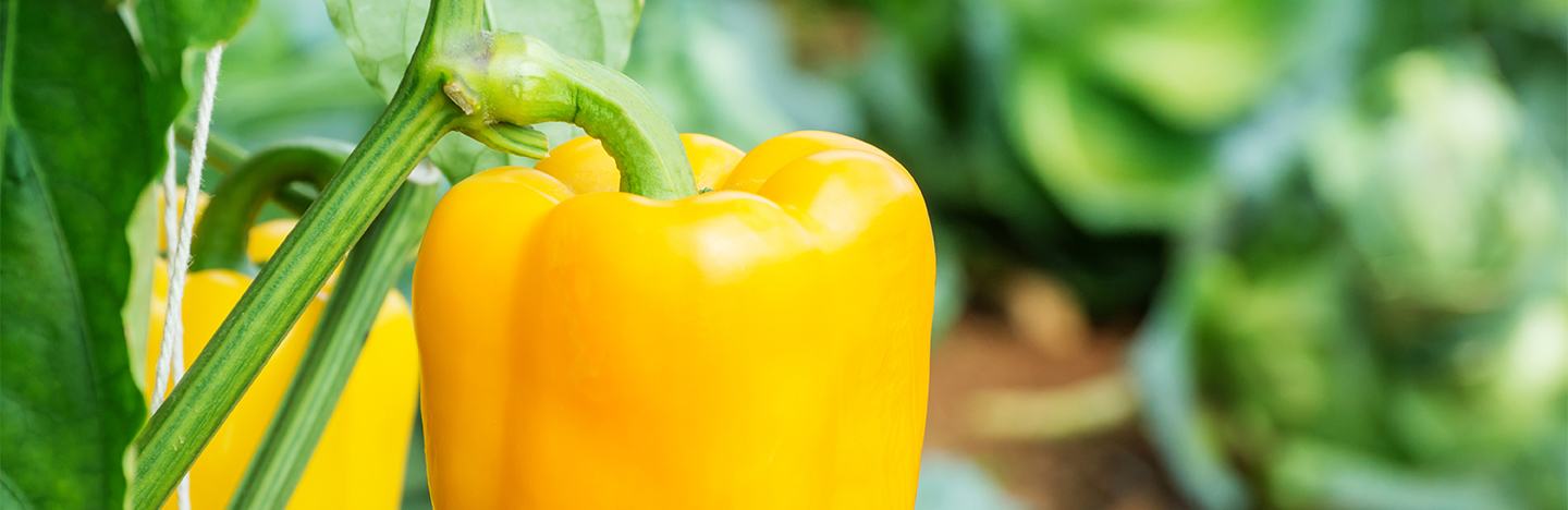 Close up of yellow pepper in field