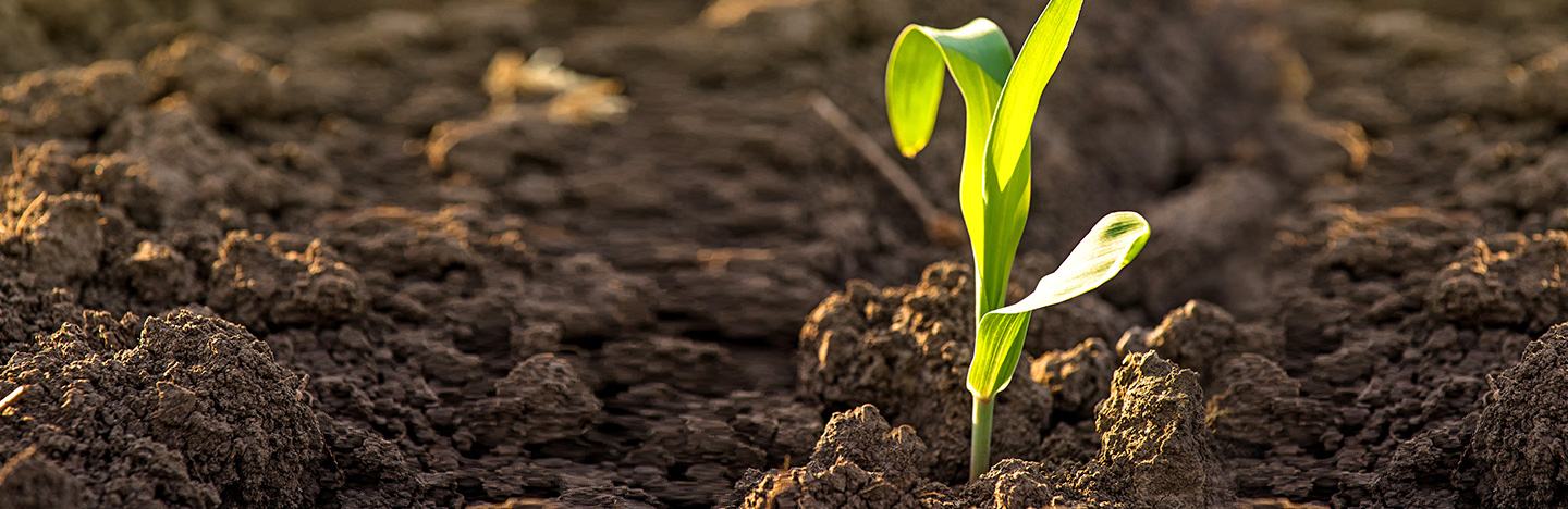 XYWAY® LFR® FUNGICIDE | FMC Ag US