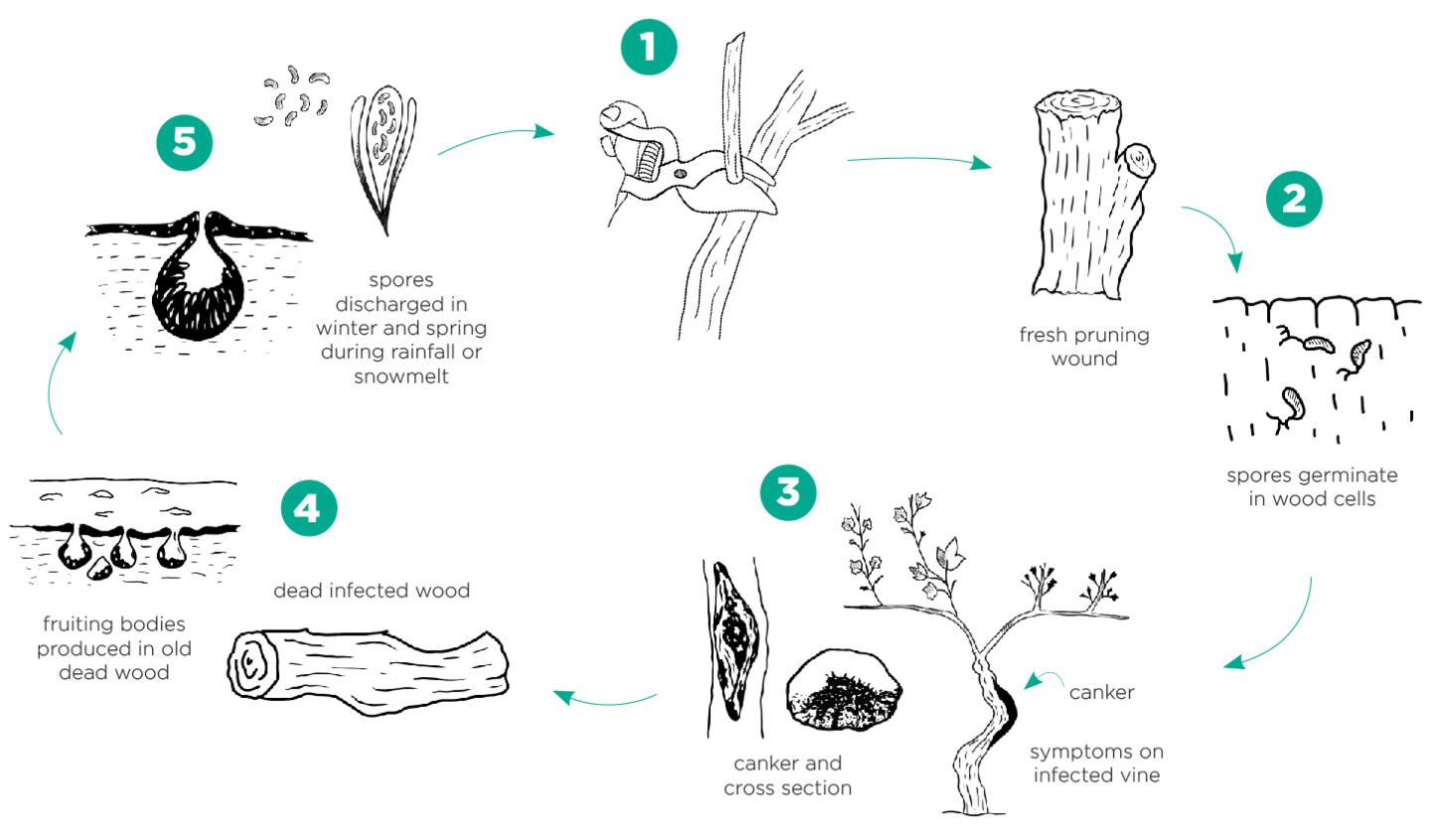 1.Fresh pruning wound. 2. Spores germinate in wood cells. 3. Canker symptoms on infected vine. 4. Fruiting bodies produced in old dead wood. 5. Spores discharged in winter and spring during rainfall or snowmelt.