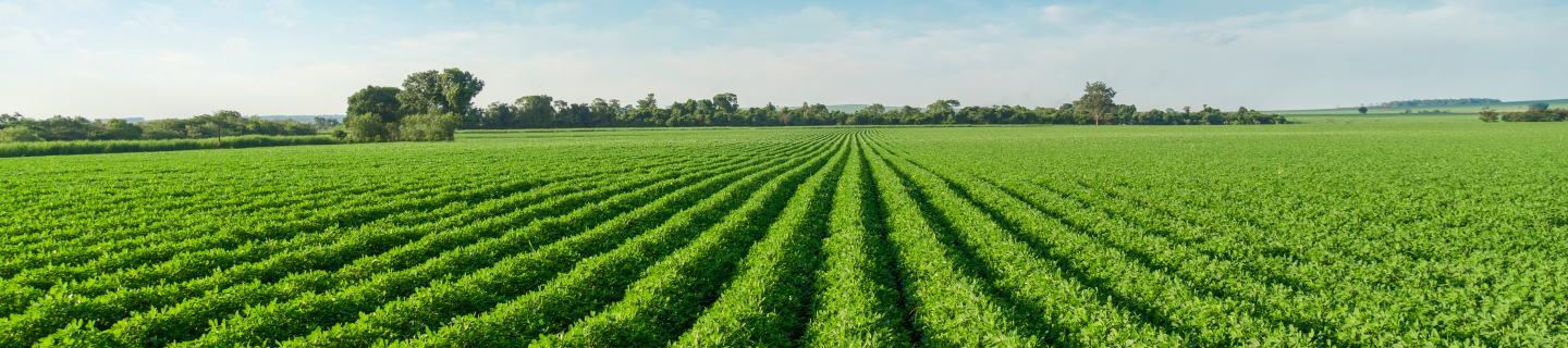 Peanut field